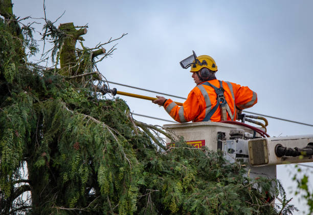 How Our Tree Care Process Works  in  Jefferson Hills, PA